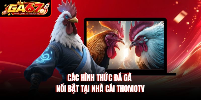 Các hình thức đá gà nổi bật tại nhà cái Thomotv