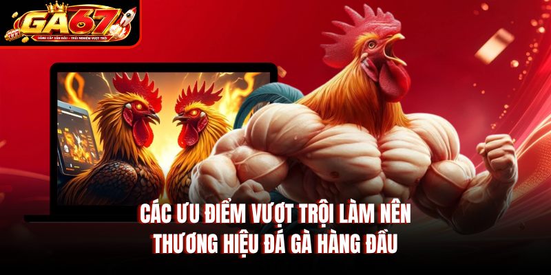 Các ưu điểm vượt trội làm nên thương hiệu đá gà hàng đầu