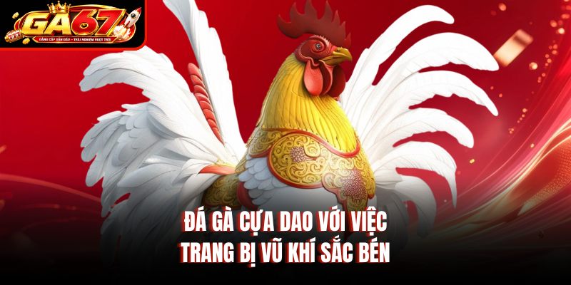 Đá gà cựa dao với việc trang bị vũ khí sắc bén