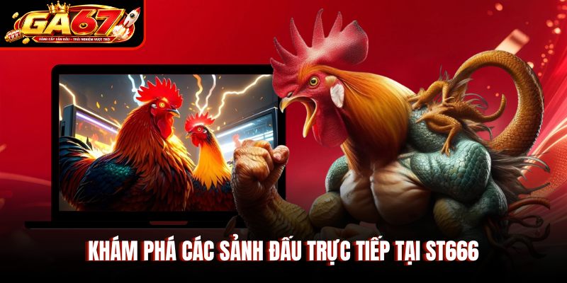 Khám phá các sảnh đấu trực tiếp tại ST666