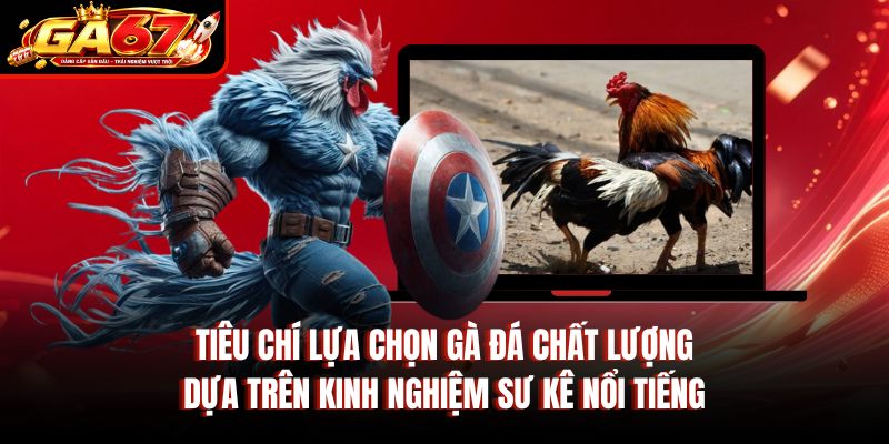 Tiêu chí lựa chọn gà đá chất lượng dựa trên kinh nghiệm sư kê nổi tiếng