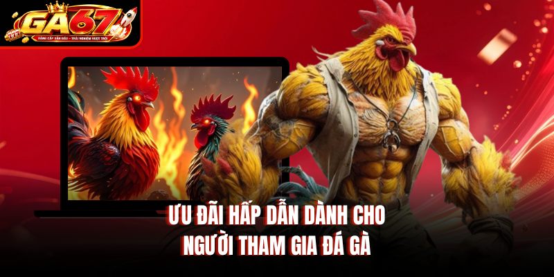 Ưu đãi hấp dẫn dành cho người tham gia đá gà