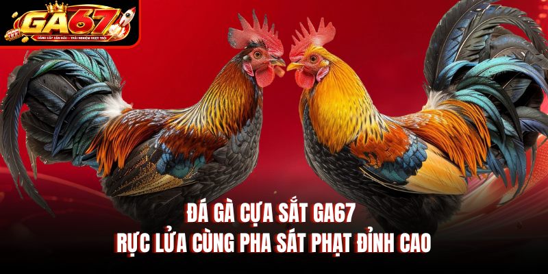 Đá Gà Cựa Sắt GA67 - Rực Lửa Cùng Pha Sát Phạt Đỉnh Cao